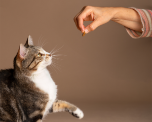 Katze spielt und möchte Futter