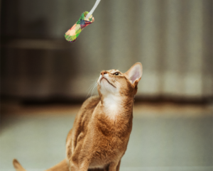 Katze liebt das Spielen