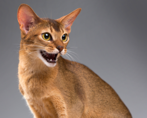 Katze schreit und miaut