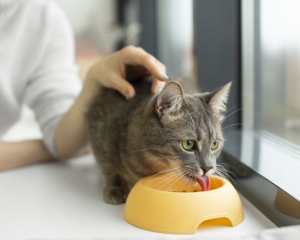 Katze wird liebevoll zu Hause betreut